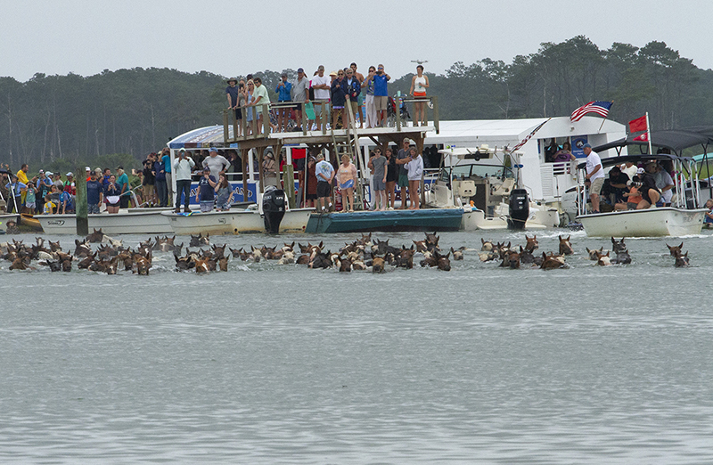 Chincoteague Wild Ponies : Richard Moore : Photographer : Photojournalist